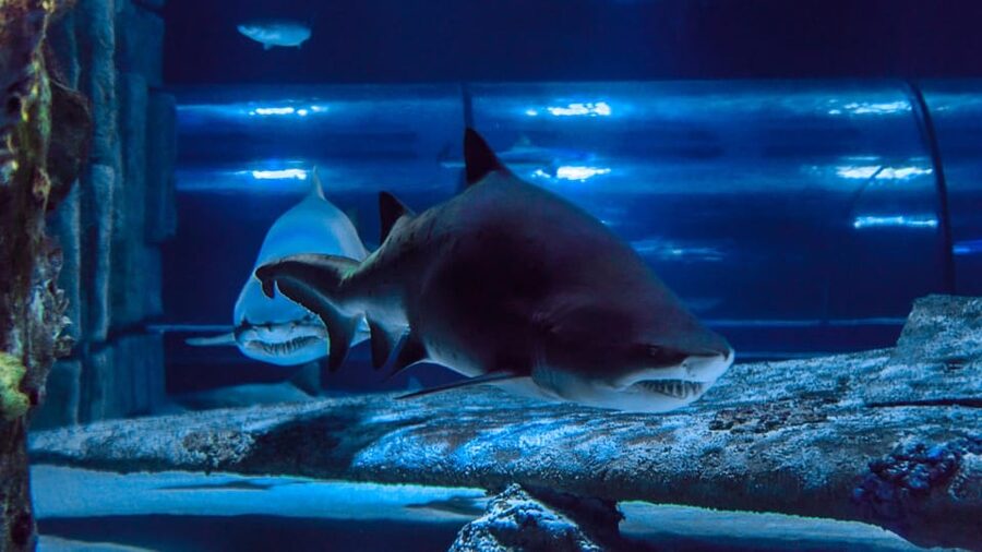 Antalya: Aquarium and Wax Museum Entry Ticket - Is $47 a fair price for a one-day ticket?