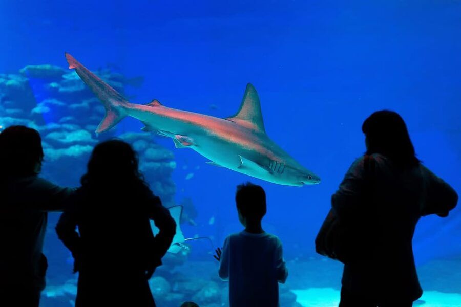 Antalya: Aquarium and Wax Museum Entry Ticket - Who will enjoy this Antalya attraction most?