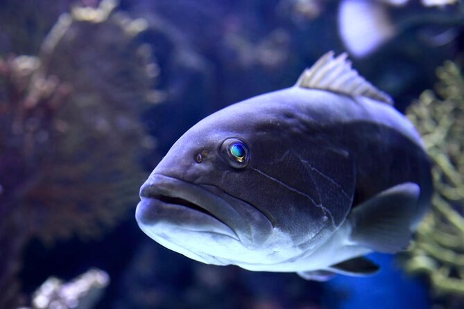 Antalya: Aquarium, Wax Museum & Combo Package Options - Key points to know before you go