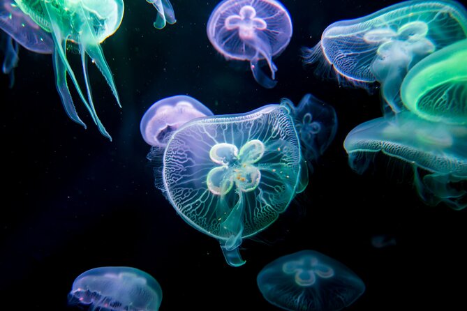 Antalya: Aquarium, Wax Museum & Combo Package Options - Timing, tickets, and the entrance queue