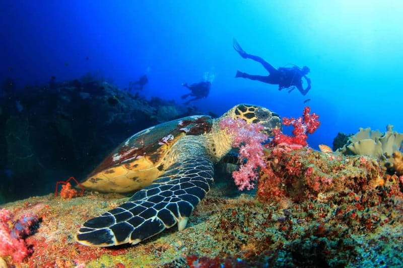 Antalya/Kemer: 2 Dives Scuba Diving Trip with Lunch - What this Kemer scuba trip really offers