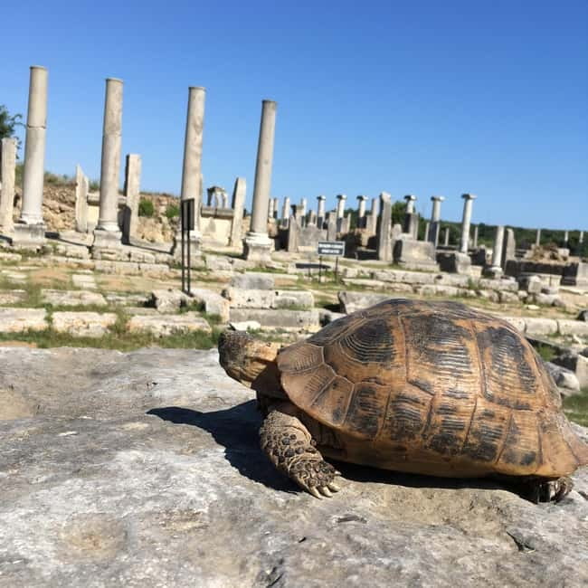 Antalya: Perge Ancient City Tour - What You Get for $56