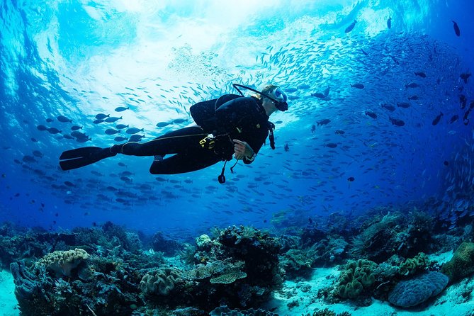 Diving in the Mediterranean sea - What you may see below the surface
