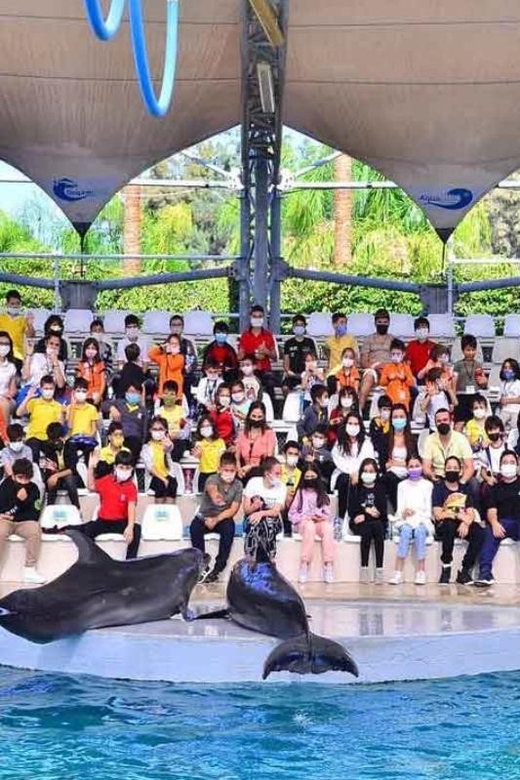 From Belek: Dolphin Show with Transfers - From your Belek hotel to the dolphin venue