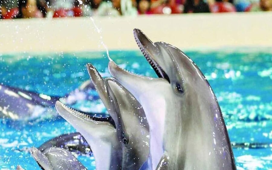 From Belek: Dolphin Show with Transfers - The animal experience: wonder with a clear trade-off