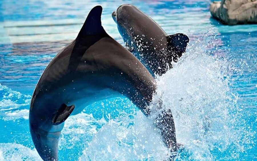 From Belek: Dolphin Show with Transfers - Is $47 a fair price?