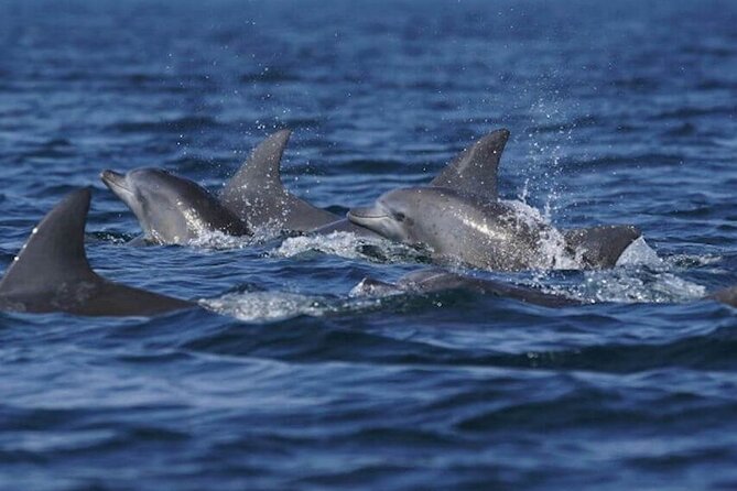 Side: Dolphin Island Boat Tour with Foam Party and Lunch - Who will enjoy this boat day most