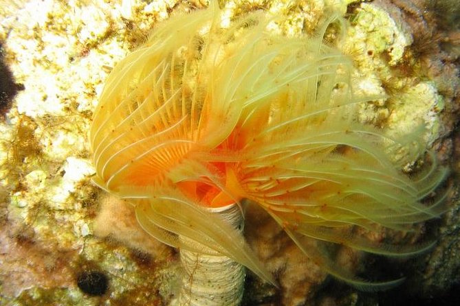 Side: Scuba Diving Under Water Museum - What the two scuba sessions are like for beginners