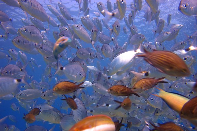 Side: Scuba Diving Under Water Museum - Weather, cancellation, and health checks